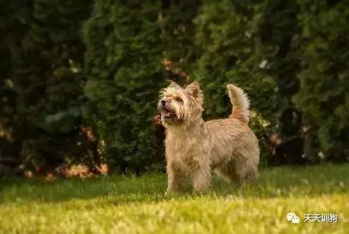 城市饲养的看护犬,看护厂房用什么犬好