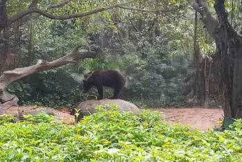 长隆野生动物园一天怎么玩,长隆野生动物园一天游不完怎么住