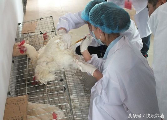 鸡人工授精养殖方法,养鸡技术孵化小鸡