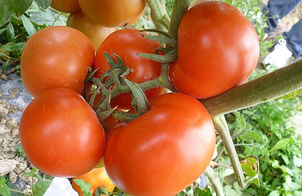 大棚番茄遮阴网用什么样的遮最好,大棚番茄一亩地种植多少棵合理