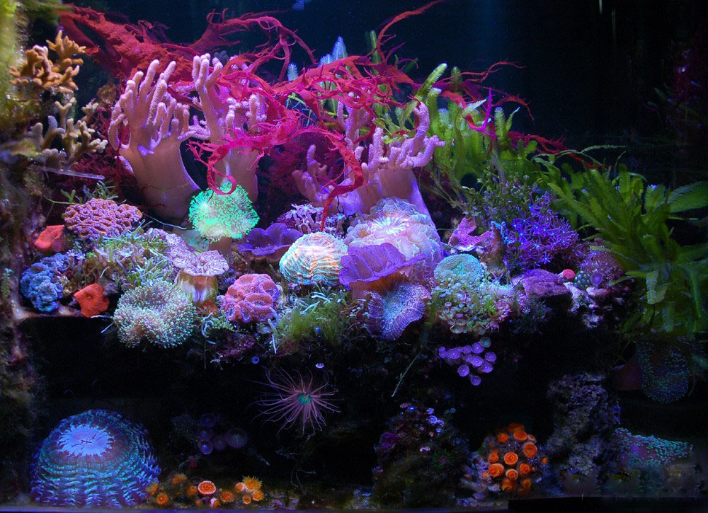 海缸海藻需要固定吗,海藻海缸造景