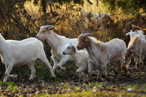 金茂凯悦酒店崇明还在哪里,上海崇明金茂凯悦酒店几星级