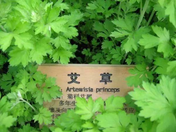 清明节气古诗词,今日清明时间