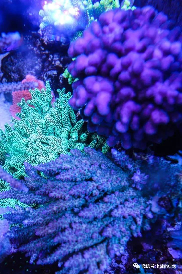 蛋炒饭的配方与做法,蛋炒饭的秘制酱料该怎么做