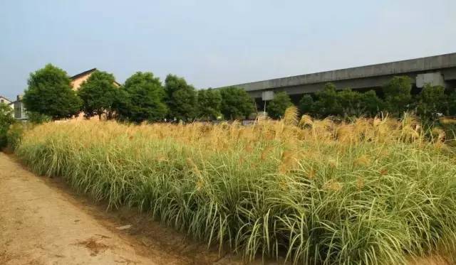 观赏草美景图片大全,观赏草叶