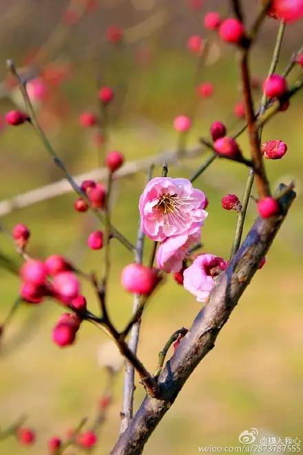 无锡春节文化,来看看我们无锡多美