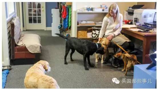 一家可以带狗上班的公司，感觉他们那的地位..人没狗高..