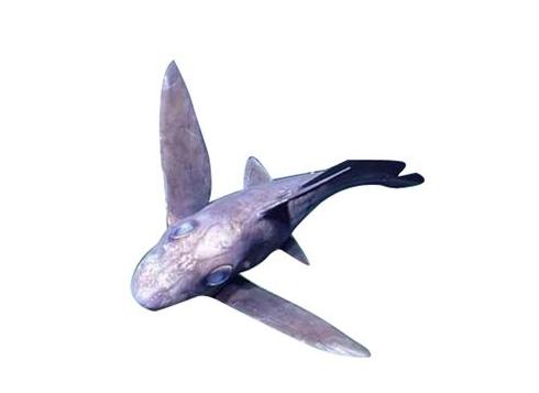 世界上有没有长相奇怪的鲨鱼,所有怪异鲨鱼的视频