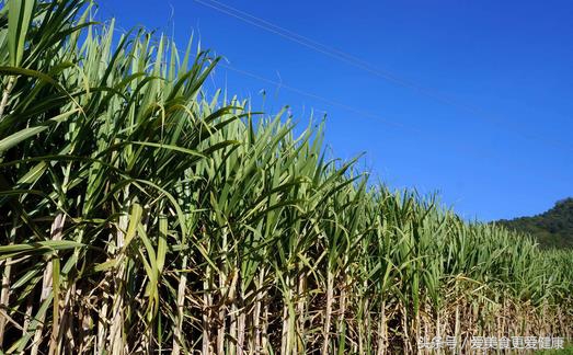 春天，最适合喝红糖的一个季节！