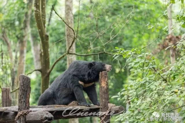 琅勃拉邦，菩提树下万人欢愉