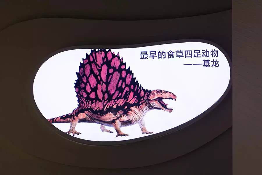 探寻人类的起源之谜,探寻人类祖先的奥秘