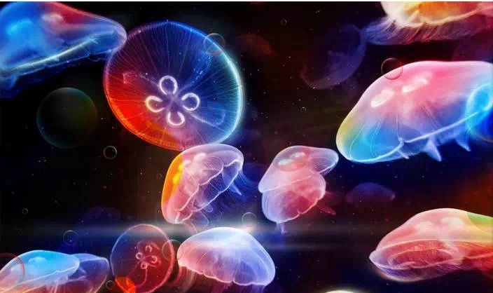 重庆适合小盆友去玩的海洋公园,重庆适合成年人玩的海洋公园推荐