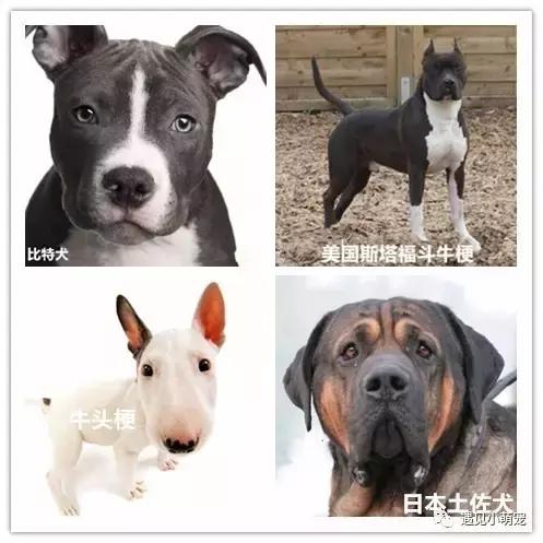 我们走——我们去看皮皮狗~