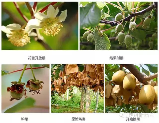 新西兰的奇异果为什么好,新西兰新鲜奇异果