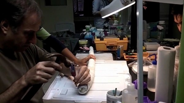 长1.5米巨型船蛆活体现踪菲律宾海湾样貌如粗肥蚯蚓