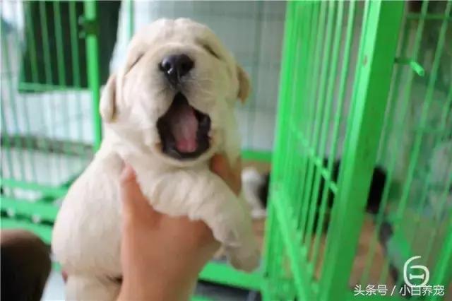 狗贩子VS繁育者,买狗狗究竟该找谁?