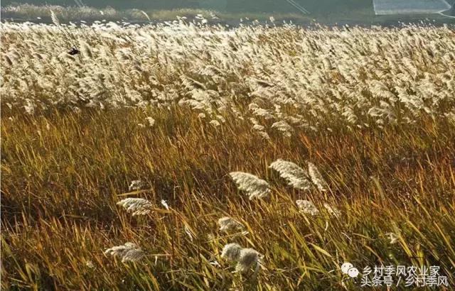 汶上芦花鸡散养基地,芦花鸡是什么鸡