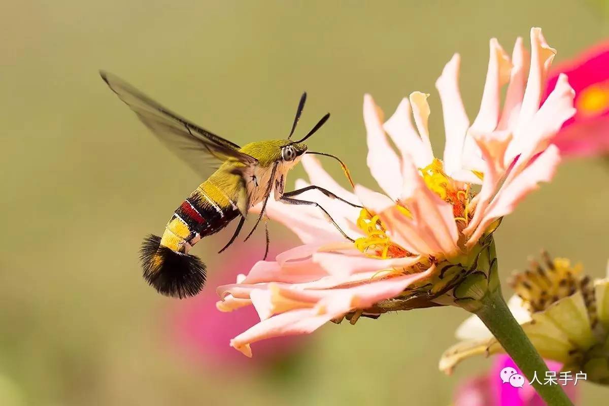 蛾,蛾,蛾~最大、最美、最奇葩,展翅向天歌