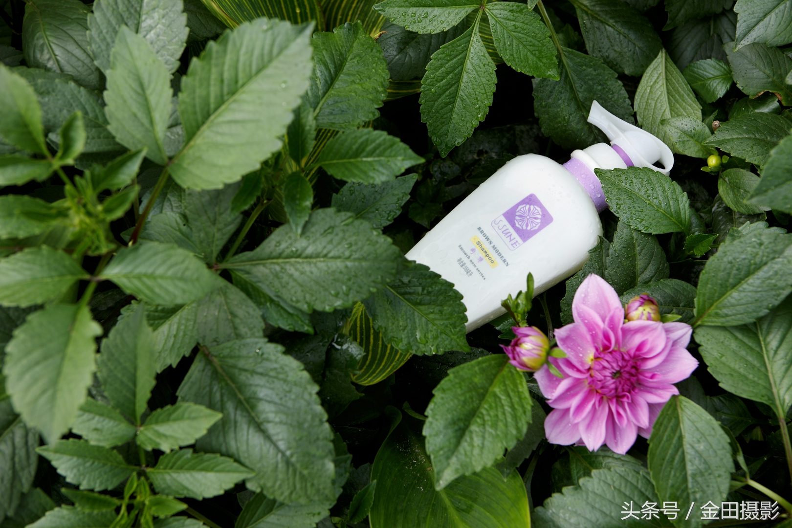 金田旅行摄影,金田摄影证件照