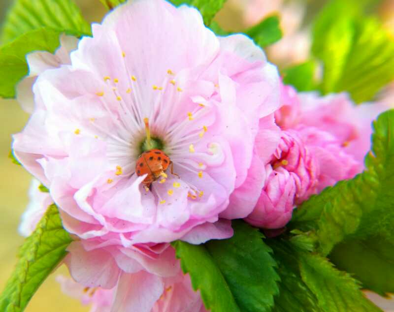 麦吉减肥法第一阶段完整食谱,麦吉减肥法第二阶段时间