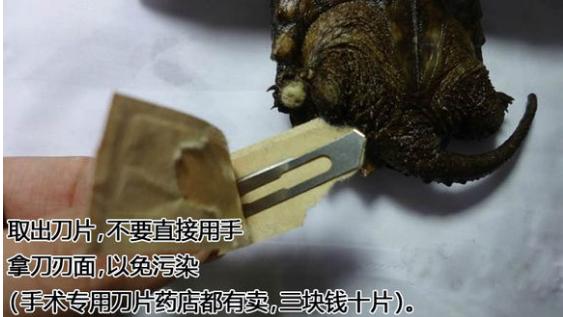 帮乌龟处理疥疮全过程,乌龟长疥疮了怎么治疗