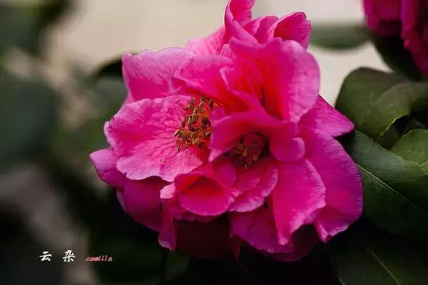 四大名花之山茶,中国百种山茶图片