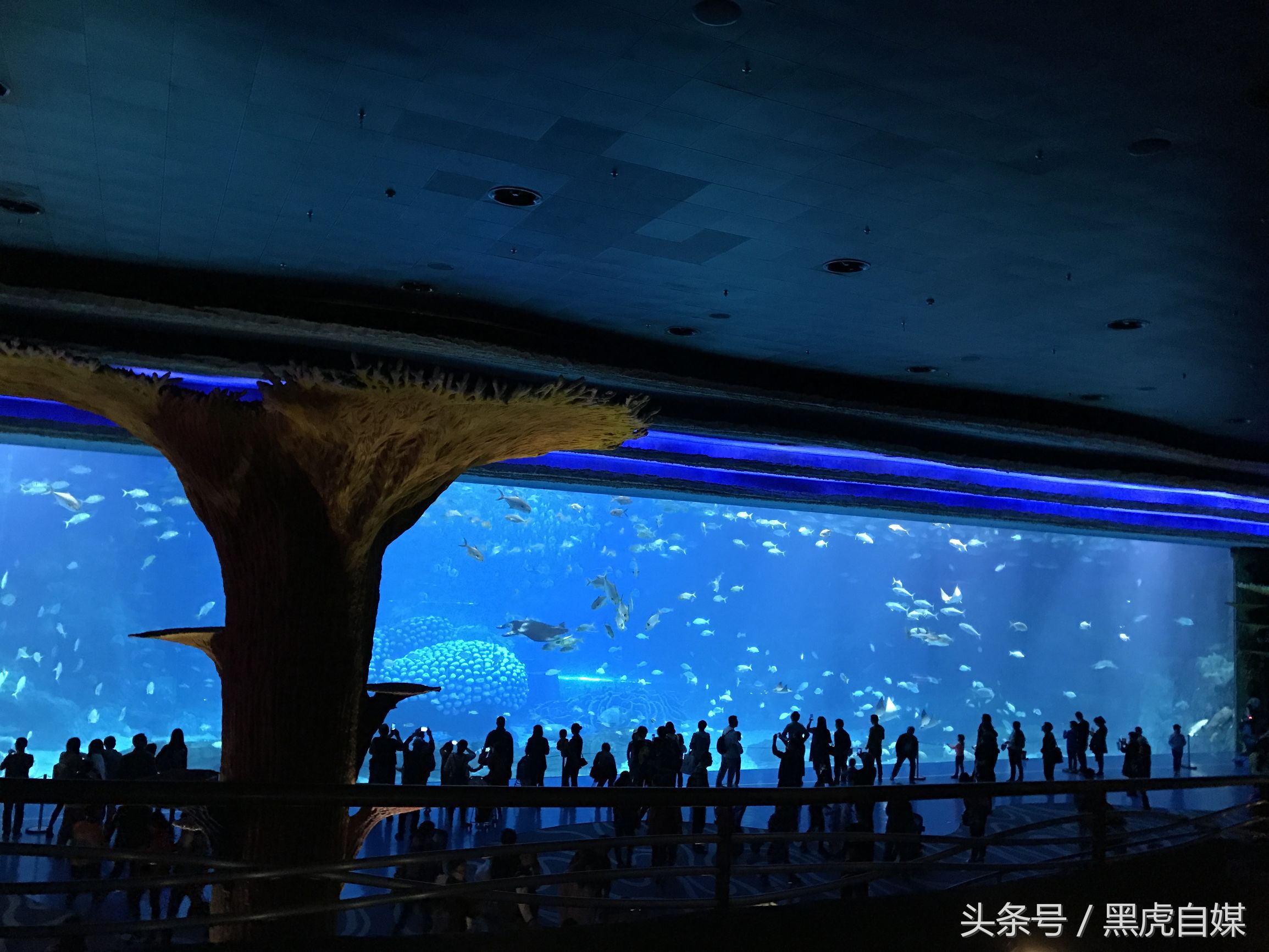 旅游珠海长隆海洋王国攻略,长隆珠海海洋王国游玩一天攻略