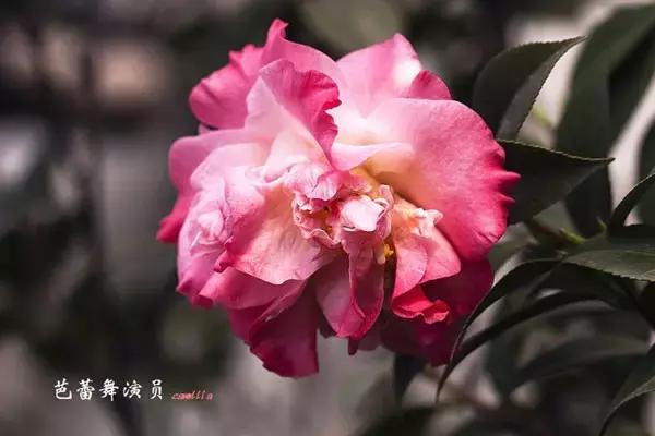 四大名花之山茶,中国百种山茶图片