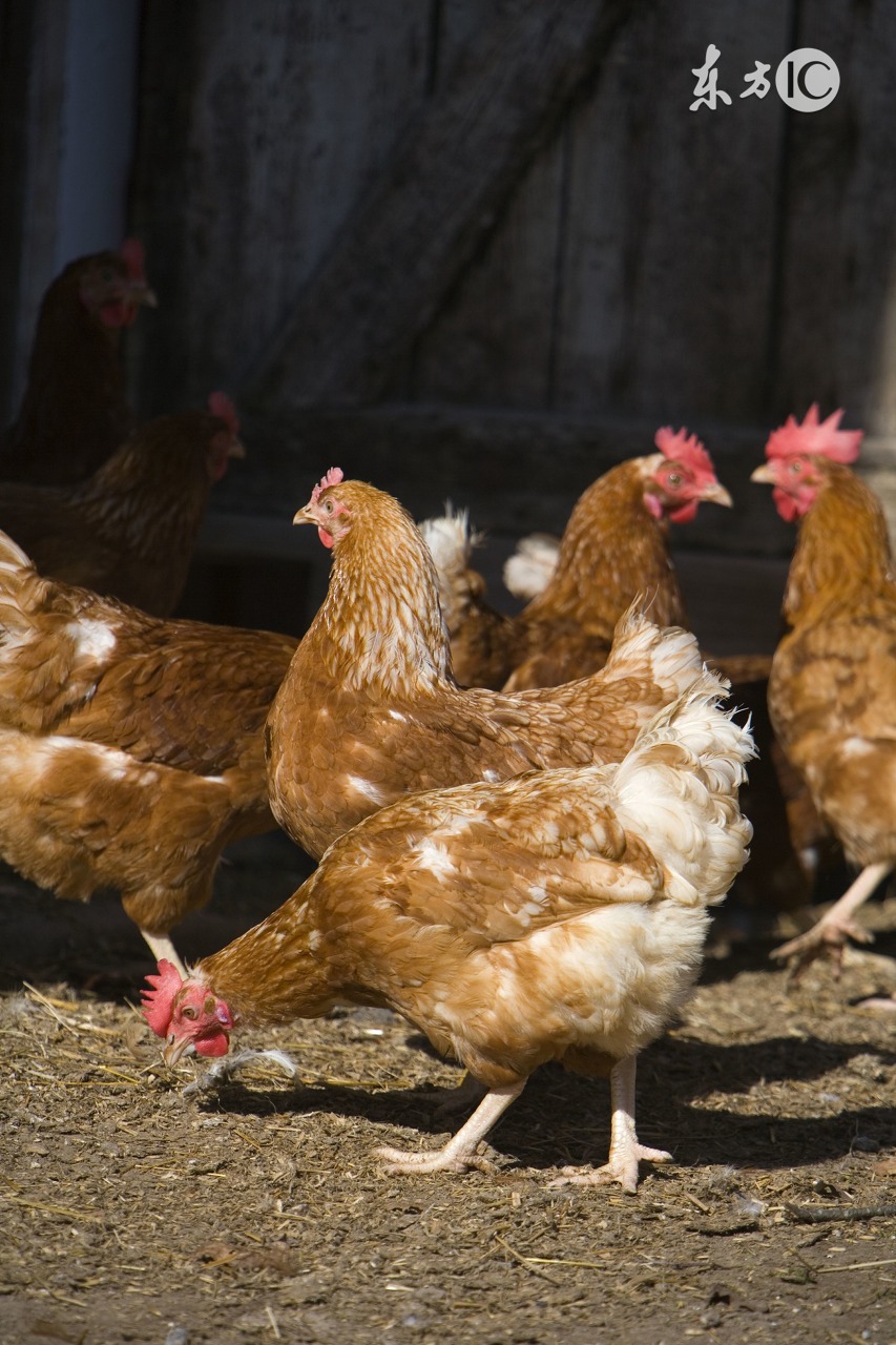 温度低于多少,肉料比会高?这个养鸡人知道多少?