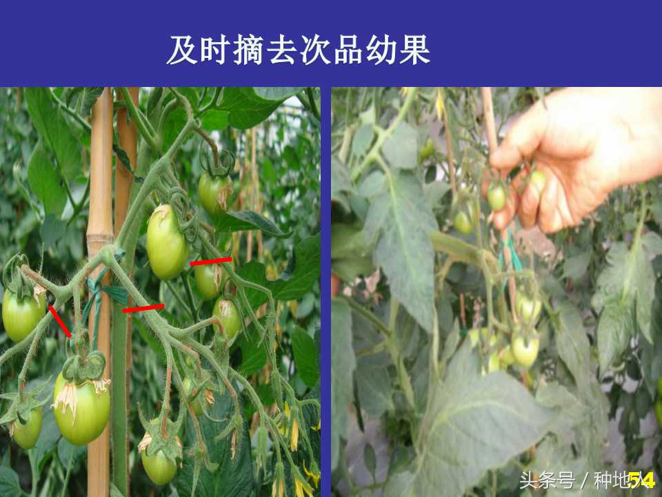 看看高手如何做管理的,看看山东大棚甜瓜种植技术