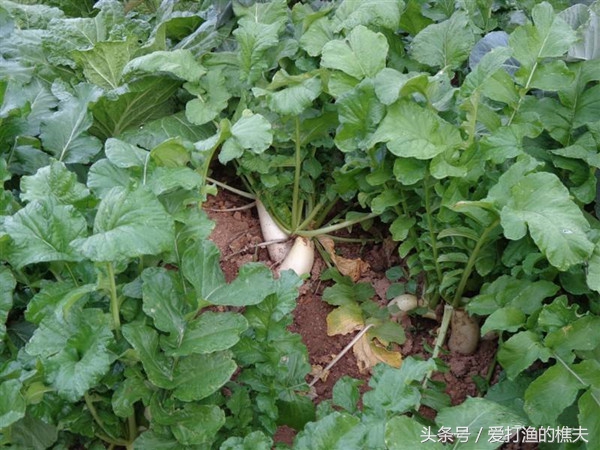 农民种地不容易顺口溜,农村种地顺口溜希望朋友们喜欢