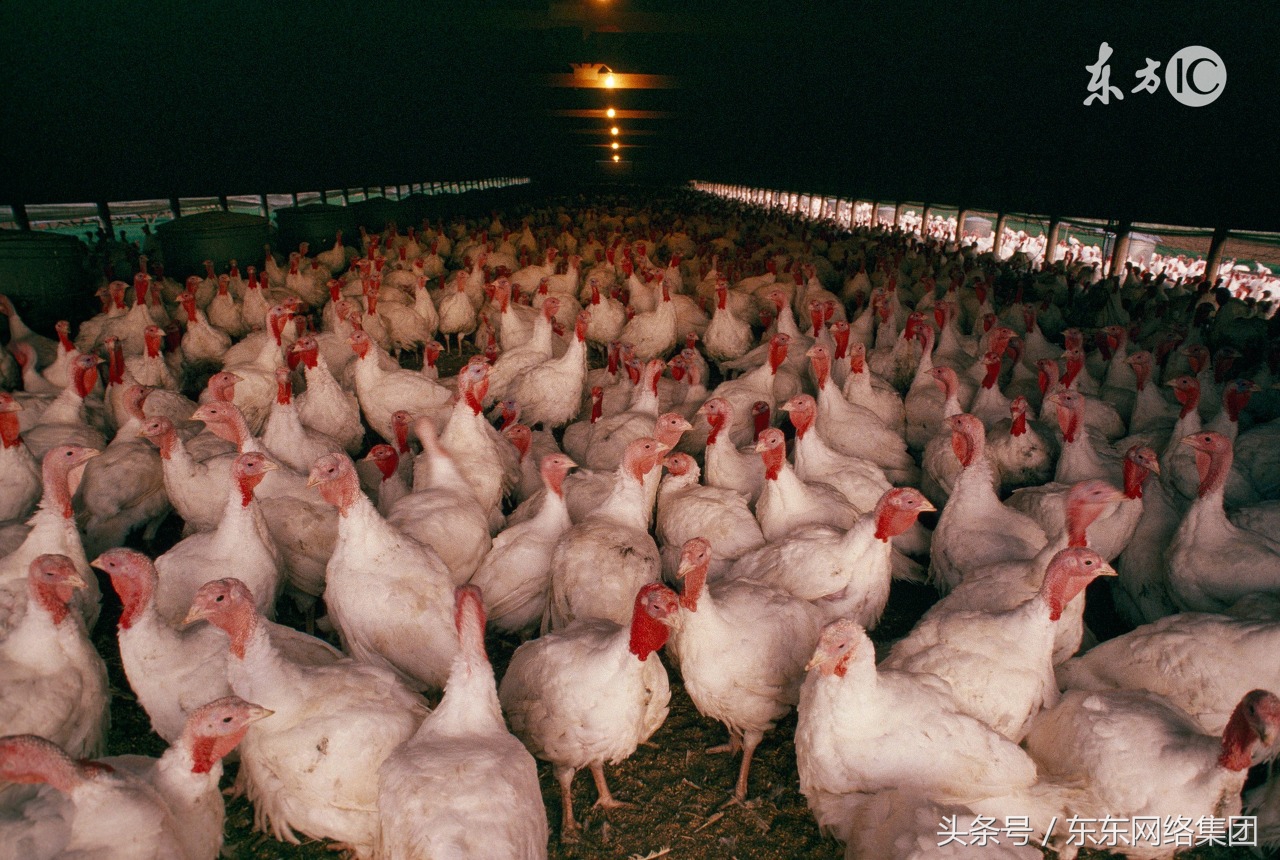 非典型新城疫症状及防治方法,畜禽非典型新城疫怎么用药