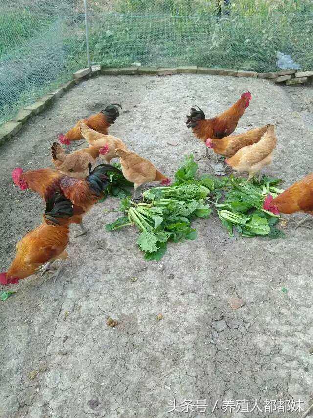 散养土鸡下蛋利润多少,散养土鸡的利润与成本真实