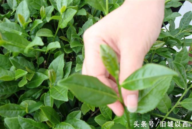 铁观音正味茶叶和脱酸茶区别,正味消青脱酸铁观音工艺上的区别