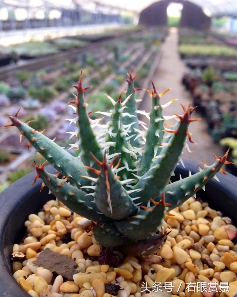 精品多肉颗颗都是韩版欧货老桩让您大呼过瘾