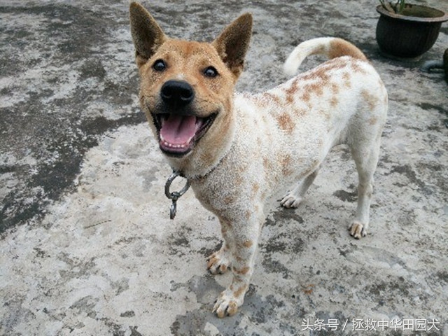 狗的种类大全中华田园犬,真正的中华田园犬是大黑狗