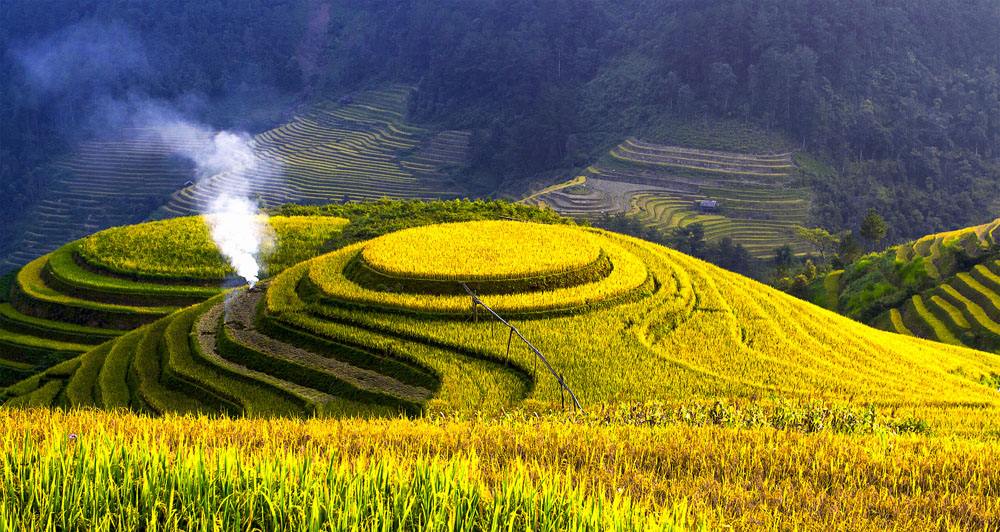 真实农村水稻,农村最好的水稻