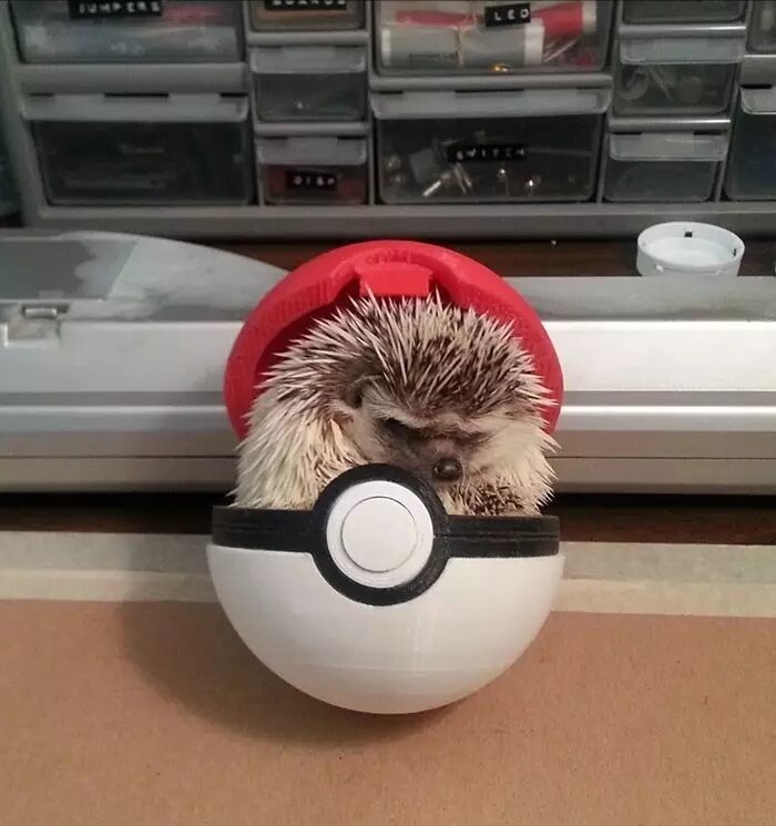 养一只刺猬,这么可爱的刺猬你也想养一只吗