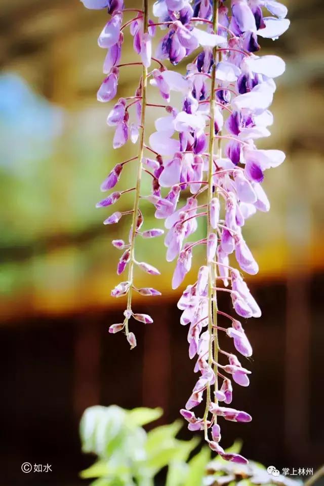 紫藤挂云木，香风留美人——林州龙凤山公园的紫藤花开了！
