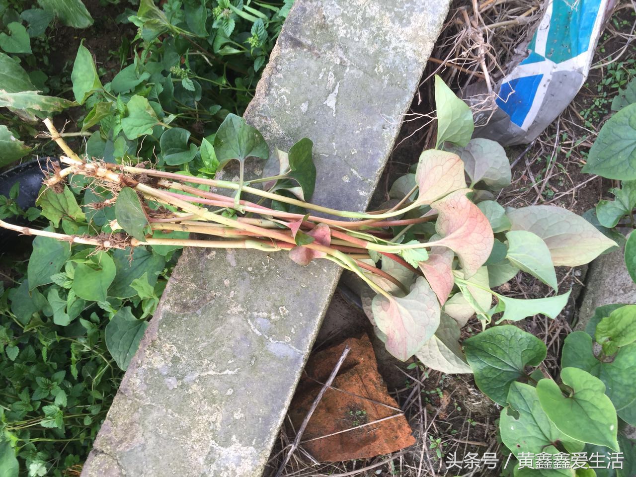 它在本草纲目中占有很重要的地位，有人说它很香、有人说它很难闻