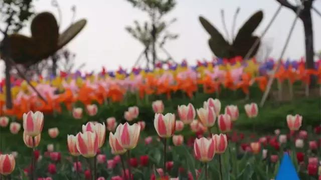 花木博览园一日游,春季游玩博览会