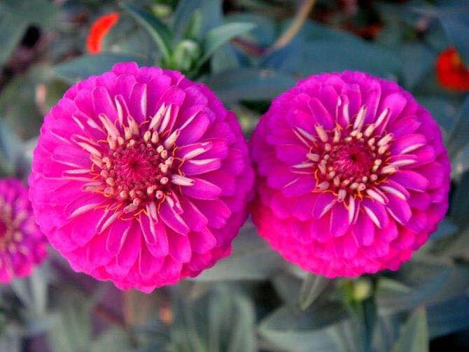 2020年惠州紫溪半岛花海世界,惠州紫溪半岛花海世界几月去最好