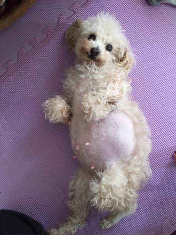 贵宾妈妈怀孕两个月依然没有生产，带去医院剖腹产后却是一场噩梦