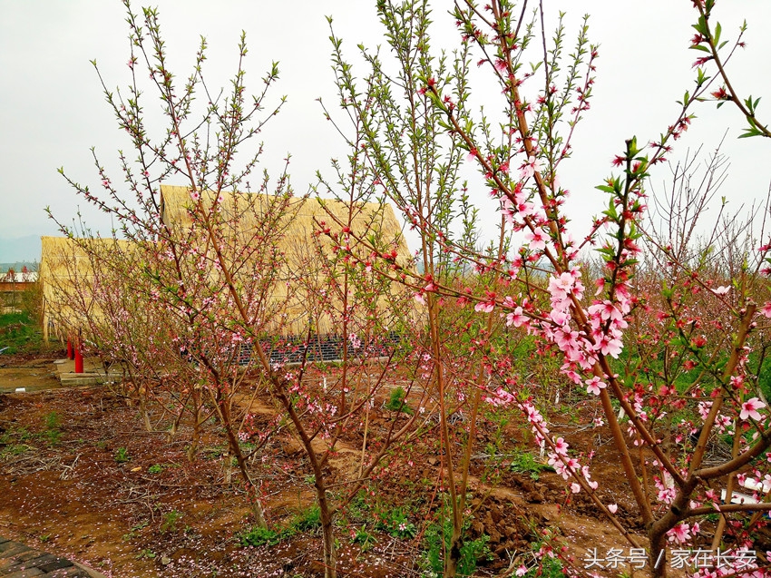 西安城南,樊川胜景人面桃花园,2017年4月29日隆重开园!