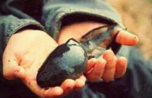 蝌蚪为什么那么慢变青蛙,你知道蝌蚪是怎么变成青蛙的吗