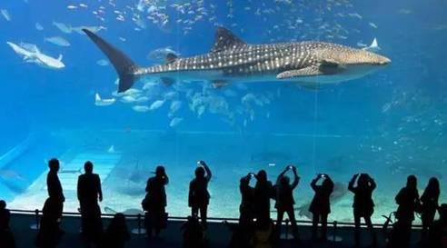 重庆汉海海洋公园几个馆,重庆汉海海洋公园过年开馆吗