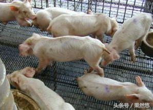 养猪万能药品,养猪必备特效药品清单最新