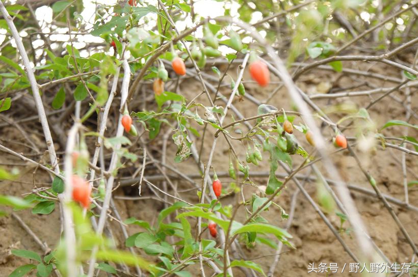 枸杞苗是什么菜,野枸杞野菜