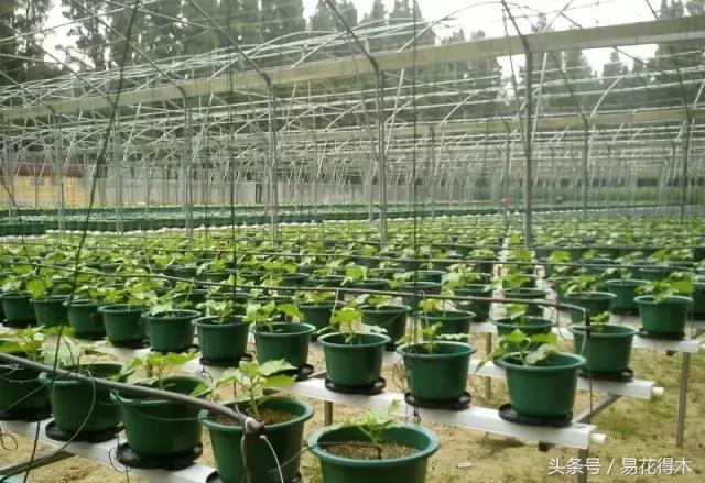 陶瓷花盆适合种什么花,仿瓷的花盆养花好吗