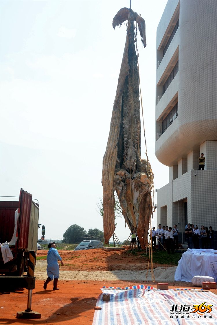 这条8米长的“大咸鱼”，上次北海错过之后等了16年